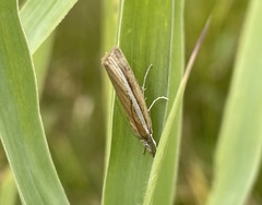 Agriphila selasella