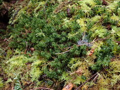 Oligotrichum