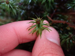 Oligotrichum
