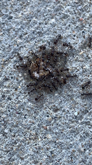 Tetramorium immigrans
