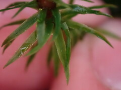 Oligotrichum