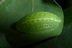 Apoda limacodes