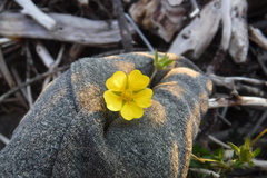 Potentilla hyparctica