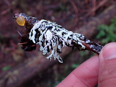 Hypogymnia enteromorpha