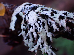 Hypogymnia enteromorpha