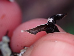 Hypogymnia enteromorpha