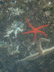 Henricia