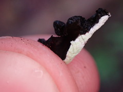 Hypogymnia enteromorpha