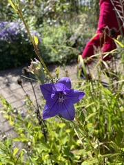 Platycodon grandiflorus