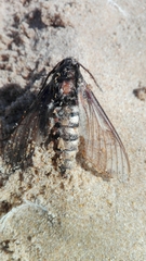 Sphinx maurorum