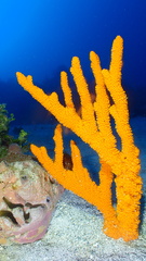 Ptilocaulis walpersii