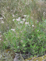 Olearia avicenniifolia