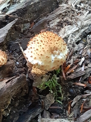 Pholiota squarrosoides