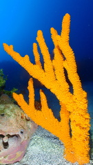 Ptilocaulis walpersii