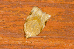 Clepsis virescana