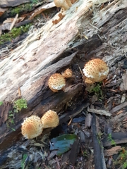 Pholiota squarrosoides