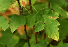 Ribes hudsonianum