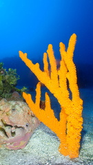 Ptilocaulis walpersii