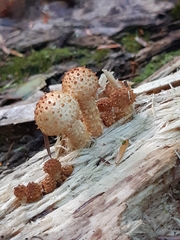 Pholiota squarrosoides