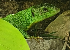 Lacerta trilineata