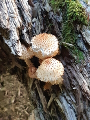 Pholiota squarrosoides