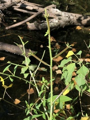 Ludwigia leptocarpa