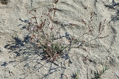 Limonium virgatum
