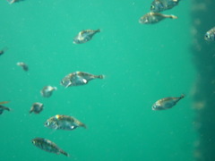 Cymatogaster aggregata