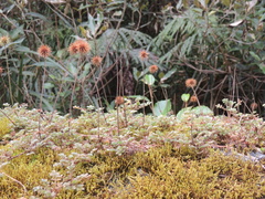 Acaena anserinifolia