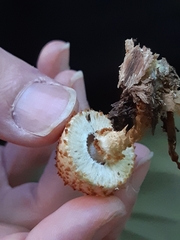 Pholiota squarrosoides