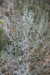 Artemisia santonicum