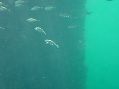 Cymatogaster aggregata