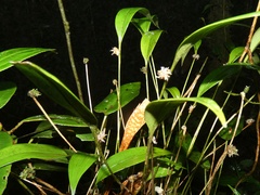 Pleurothallis ruscifolia image