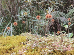 Acaena anserinifolia
