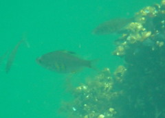 Cymatogaster aggregata