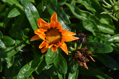 Gazania