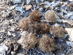 Andricus caputmedusae