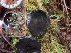 Pseudoplectania nigrella