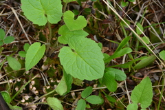 Arnica cordifolia