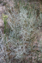 Artemisia santonicum
