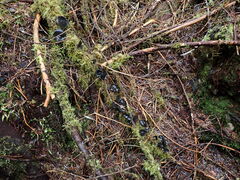 Pseudoplectania nigrella