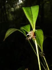 Pleurothallis ruscifolia