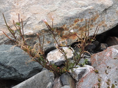 Epilobium glabellum