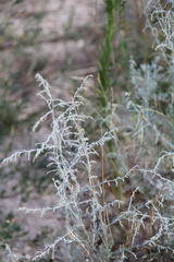 Artemisia santonicum