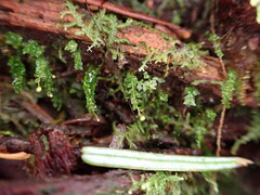 Tetraphis pellucida