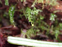 Tetraphis pellucida