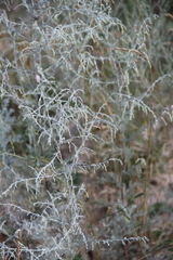 Artemisia santonicum