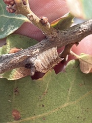 Litaneutria pacifica