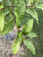 Quercus imbricaria