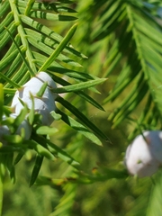 Taxodiomyia cupressiananassa
